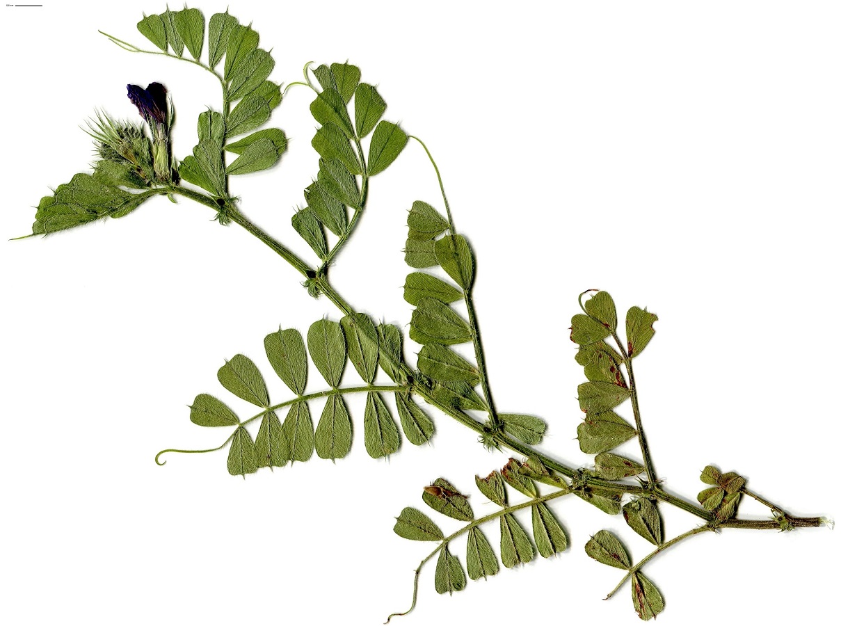 Vicia cordata (Fabaceae)